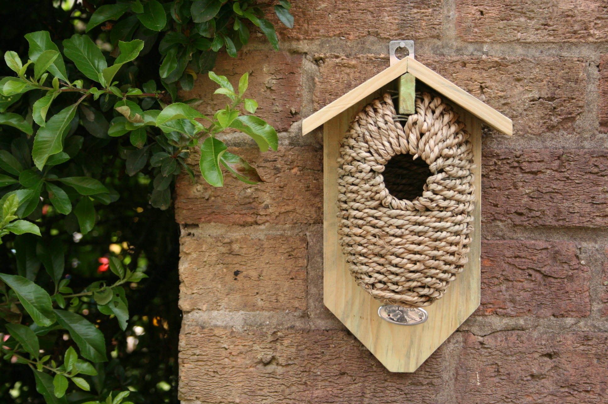 Bird Nest